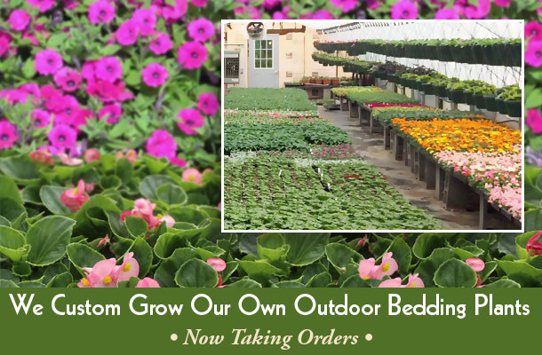 Outdoor bedding plants offered by Interior Tropical Gardens