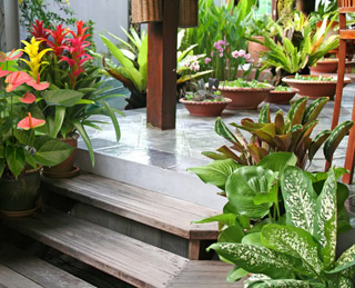 Interior tropical plant design