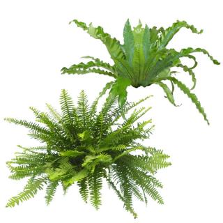 Assorted varieties of indoor tropical Ferns