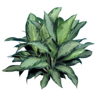 Aglaonema or Chinese evergreen 'Silver Bay'