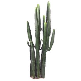 Cactus-like Euphorbia