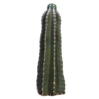 Cactus 'Peruvian Torch' indoor plant
